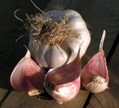 Picture of Garlic Bulbs Picardy Wight (Softneck) - Delivery Mid October